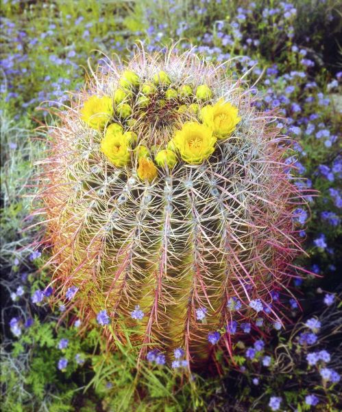 CA Blooming barrel cactus in Anza-Borrego Desert